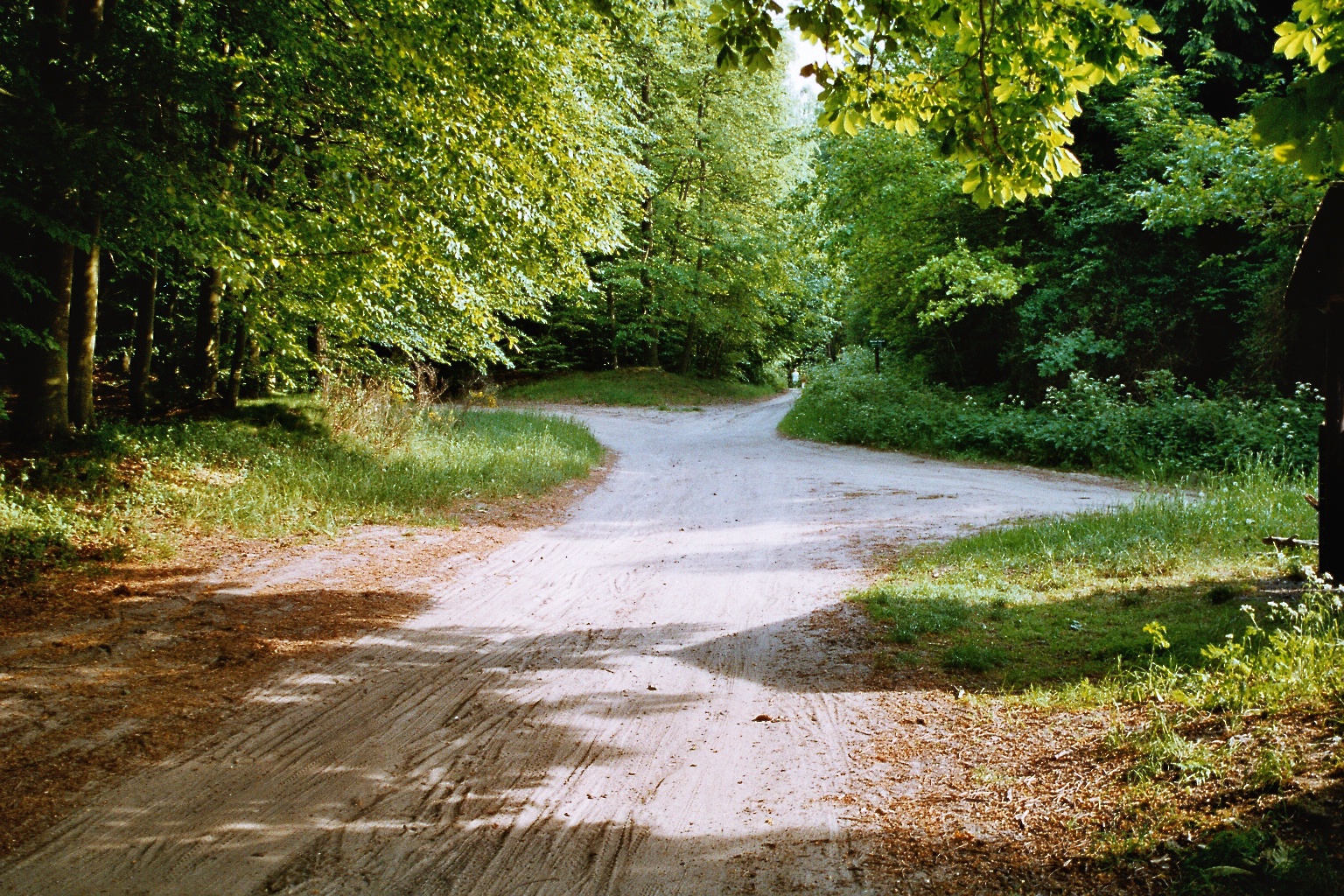 Waldweg im Sommer, umgeben von grünen Bäumen, der sich aufteilt und in einen dichten Wald führt.